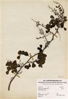 藏品(墨水樹)的圖片
